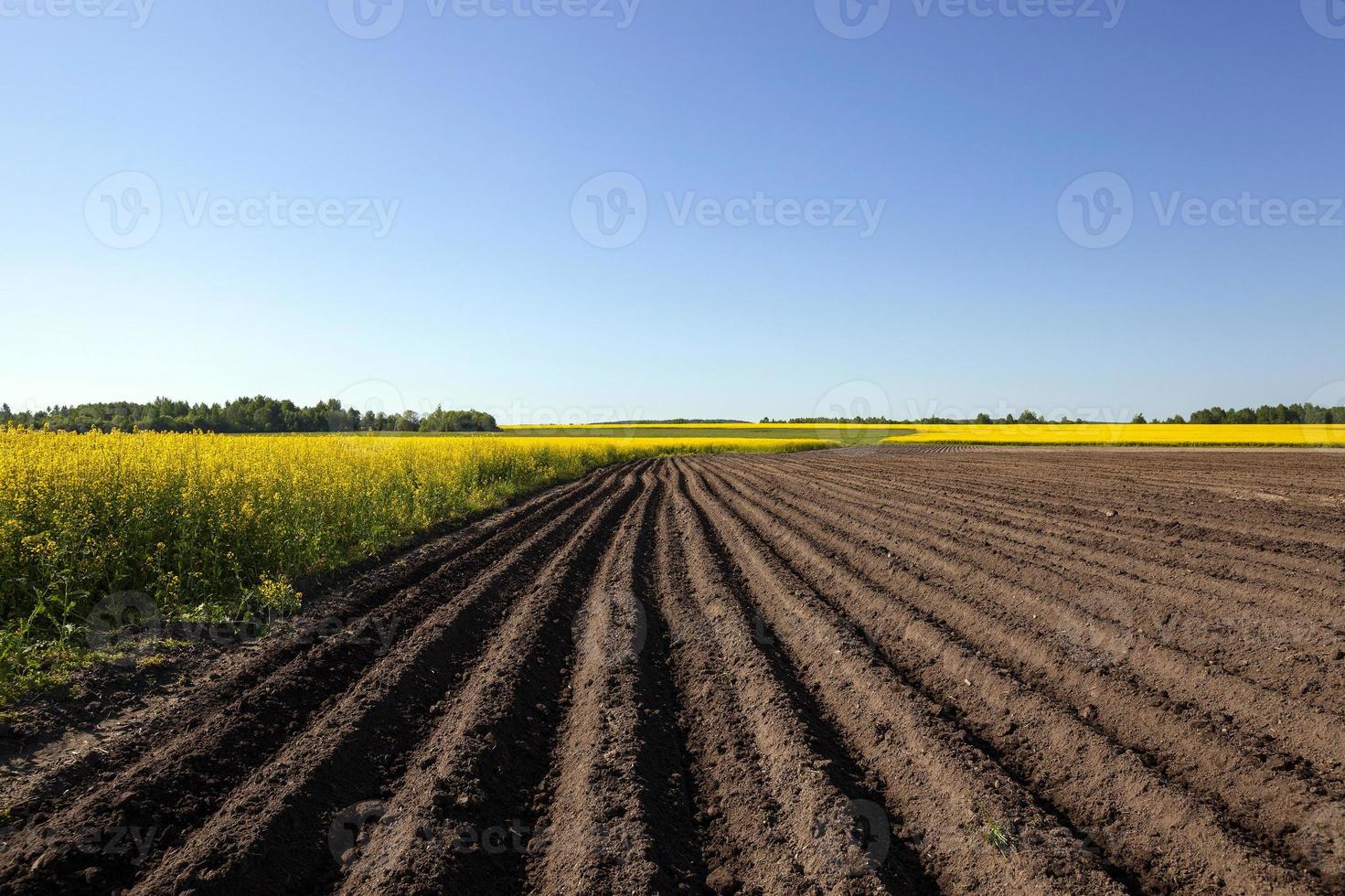 landwirtschaftlicher Bereich. Kartoffeln foto