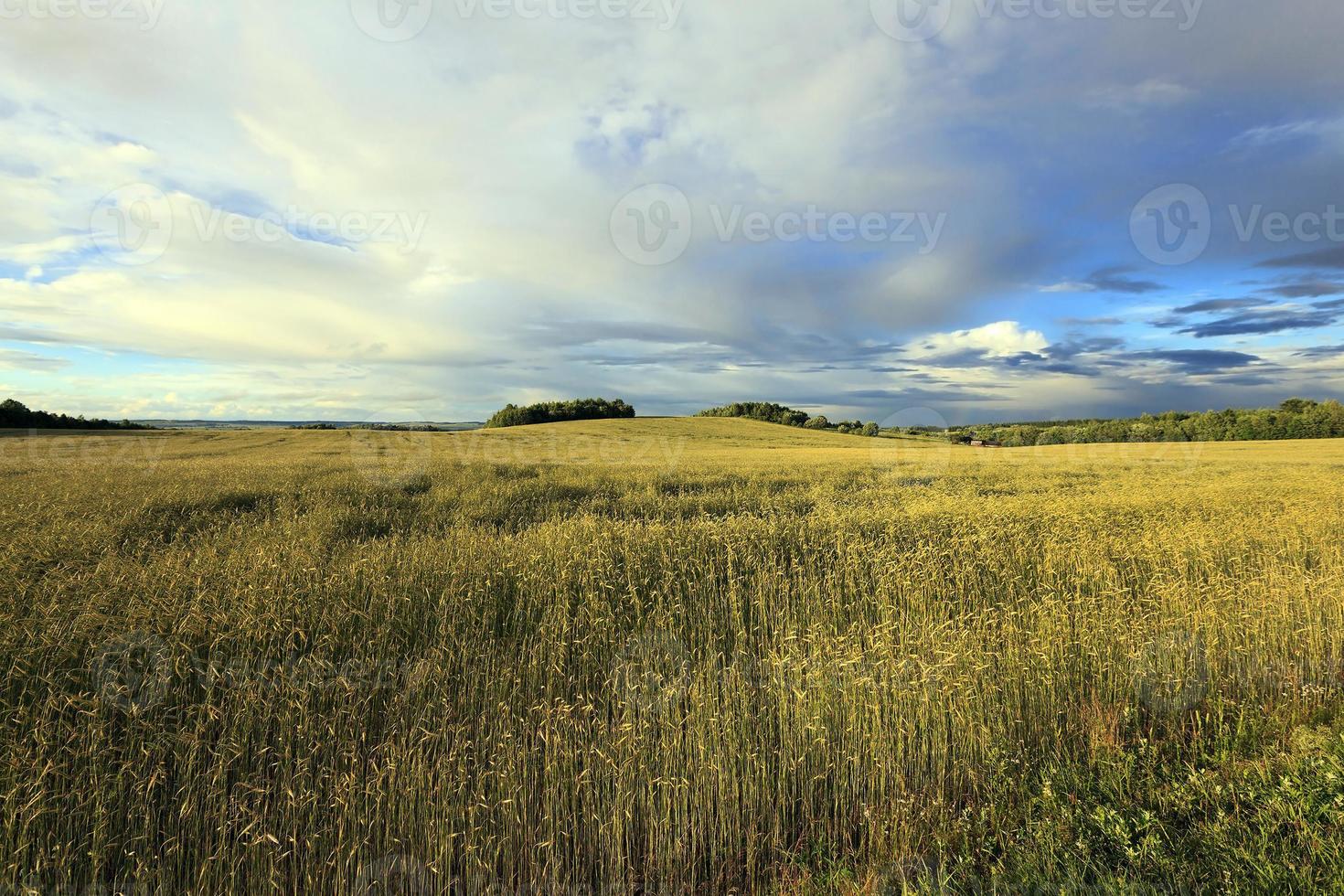 grünes Gras wächst foto