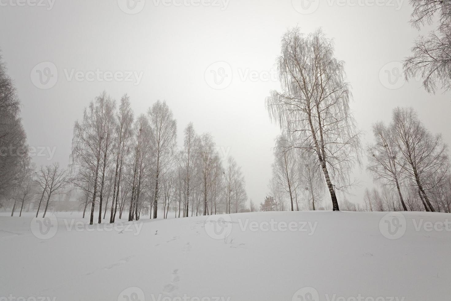 Bäume im Winter foto