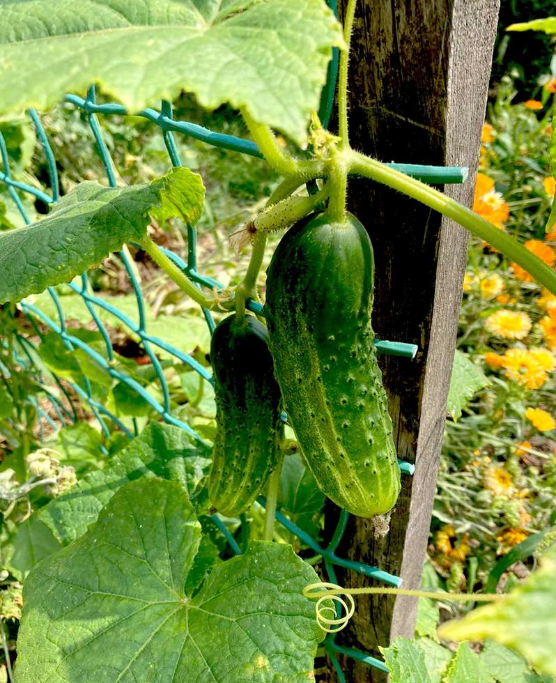 Gurkenanbau, Reifung, Blüte und Fruchtknoten der Gurke. foto