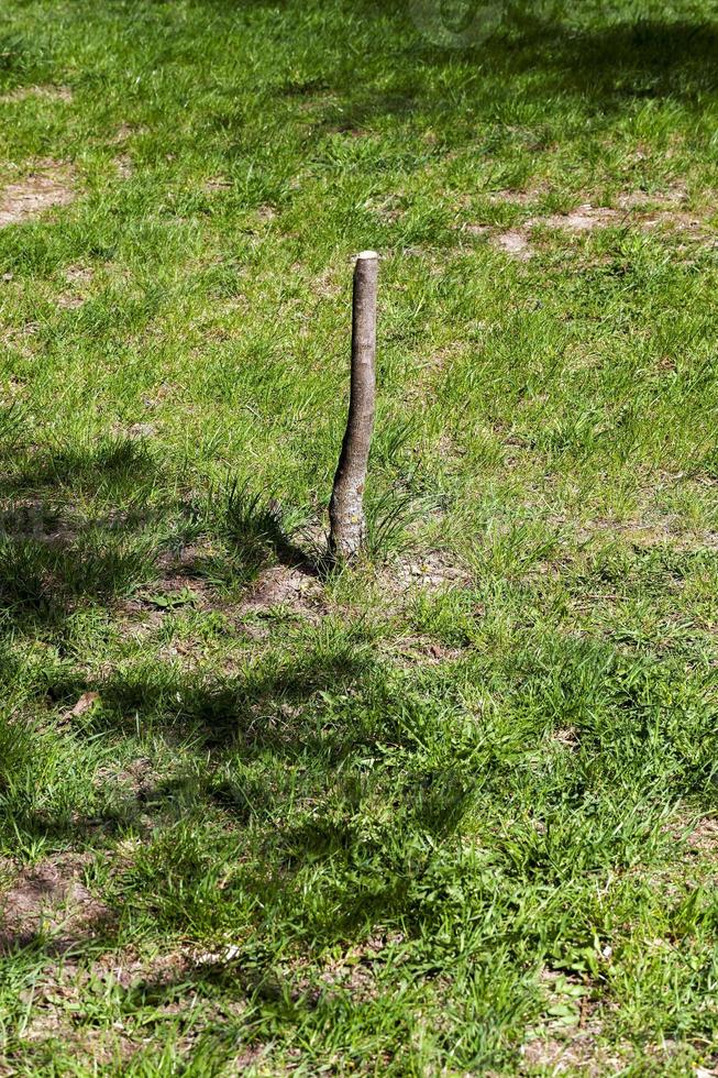 Lichtung mit grünem Gras foto