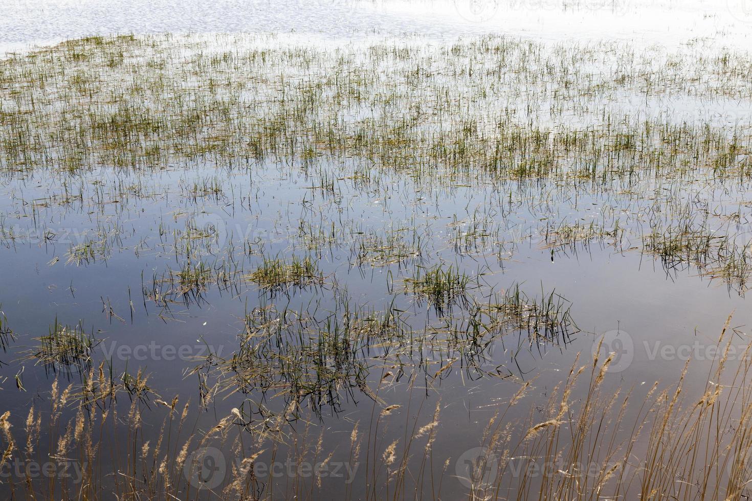 Gras auf dem See foto