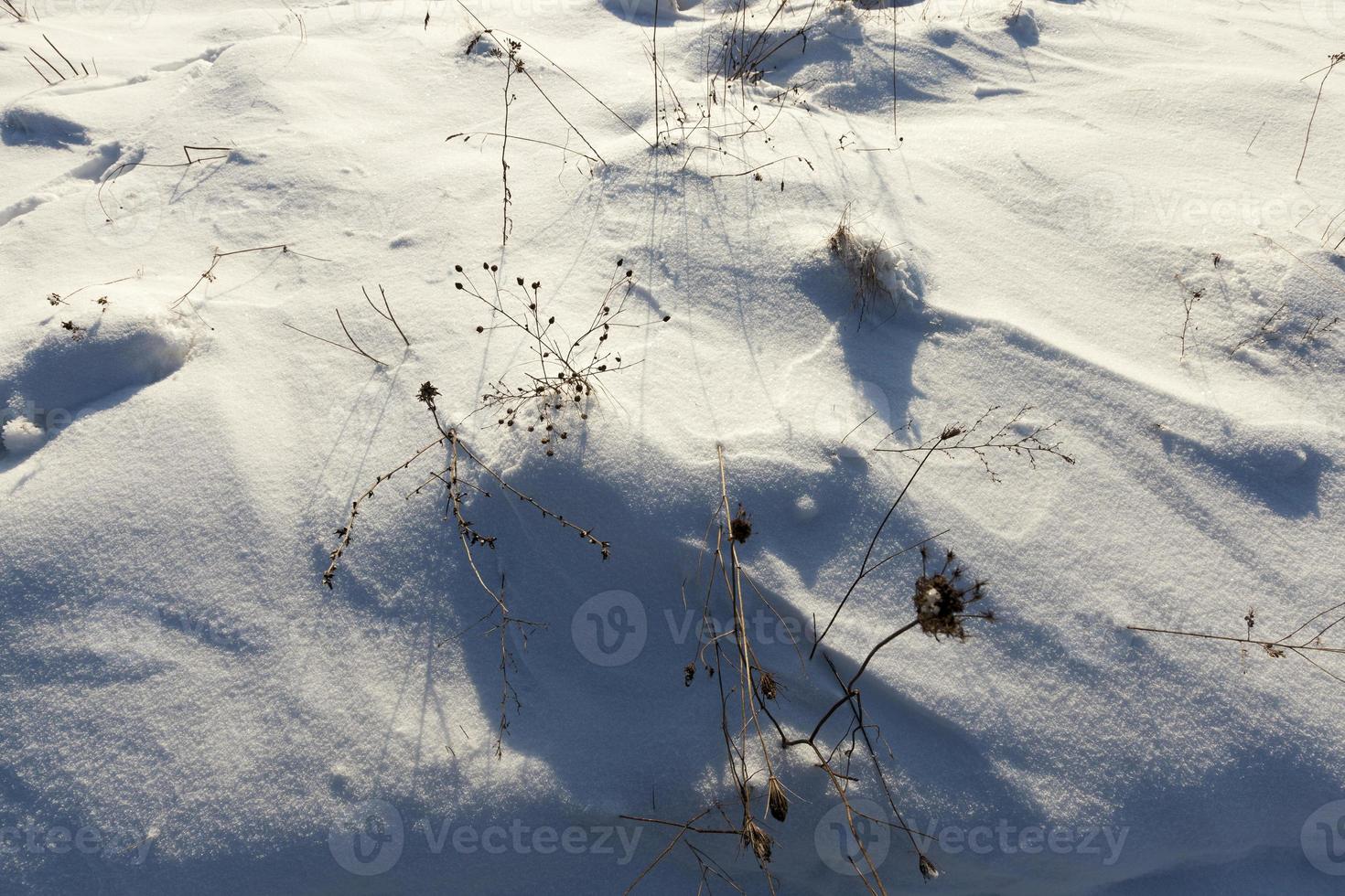 Schnee bedeckt das Gras und die trockenen Pflanzen foto