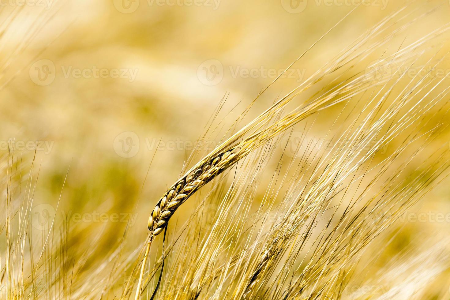 reifes Müsli, Nahaufnahme foto