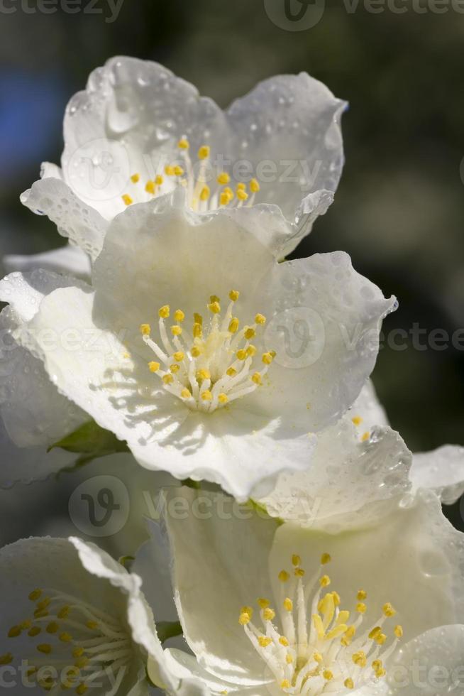 Schöne weiße Jasminblüten in der Frühlingssaison foto