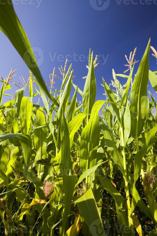 grüner Mais, Nahaufnahme foto