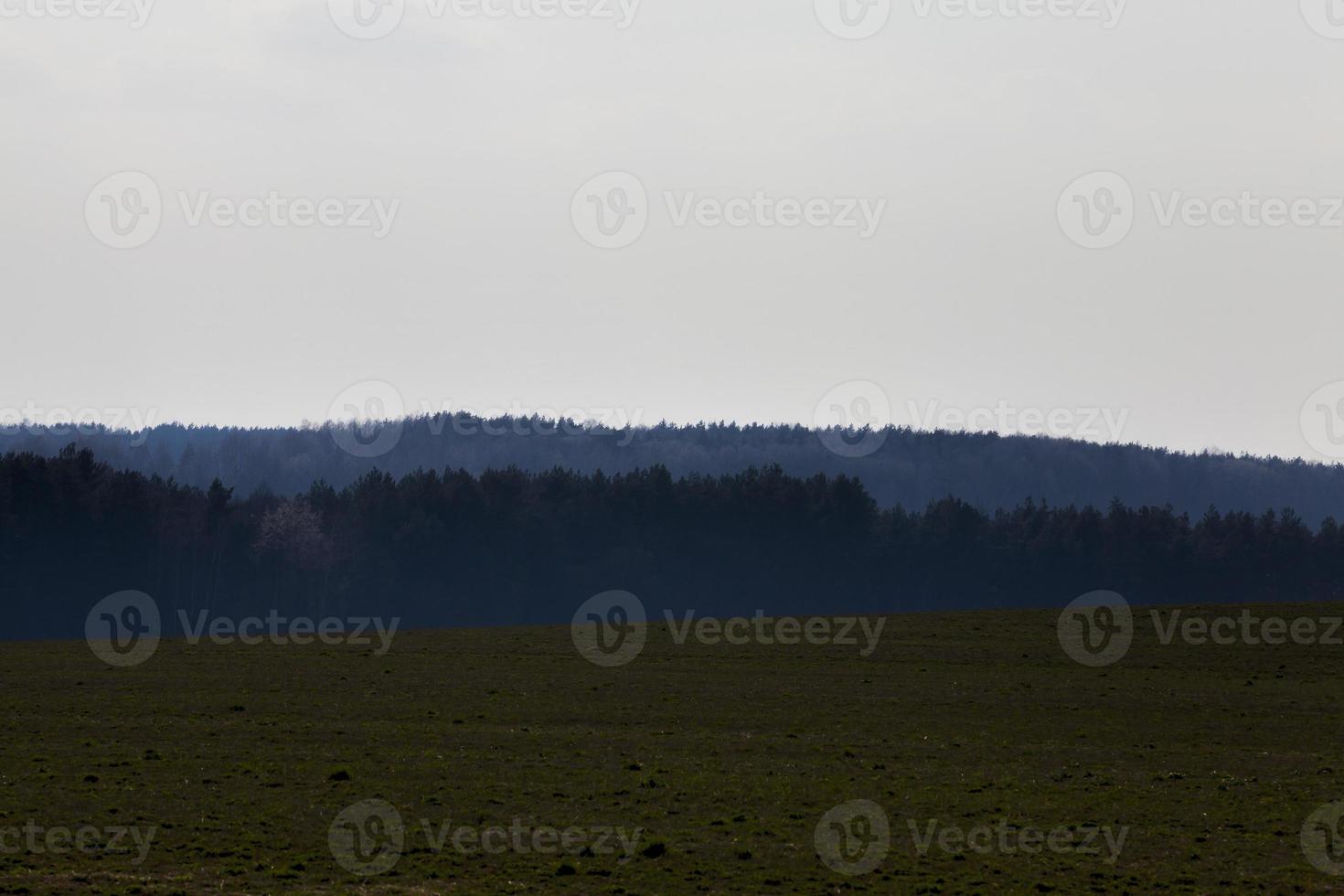 Dämmerung Wald, Nebel foto