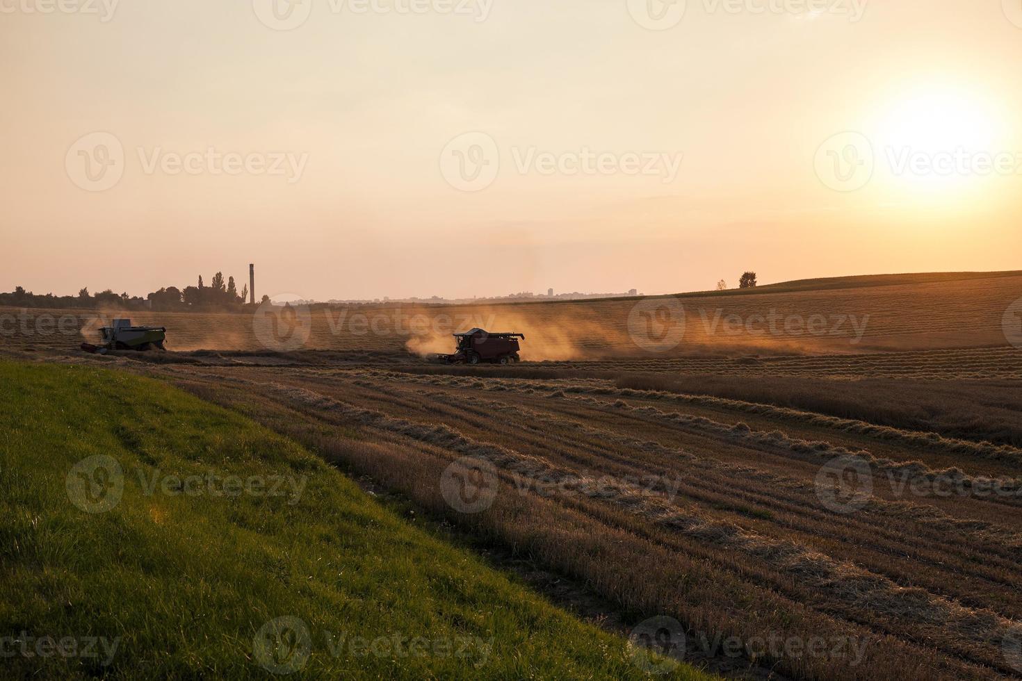 Getreideernte. Sonnenuntergang foto