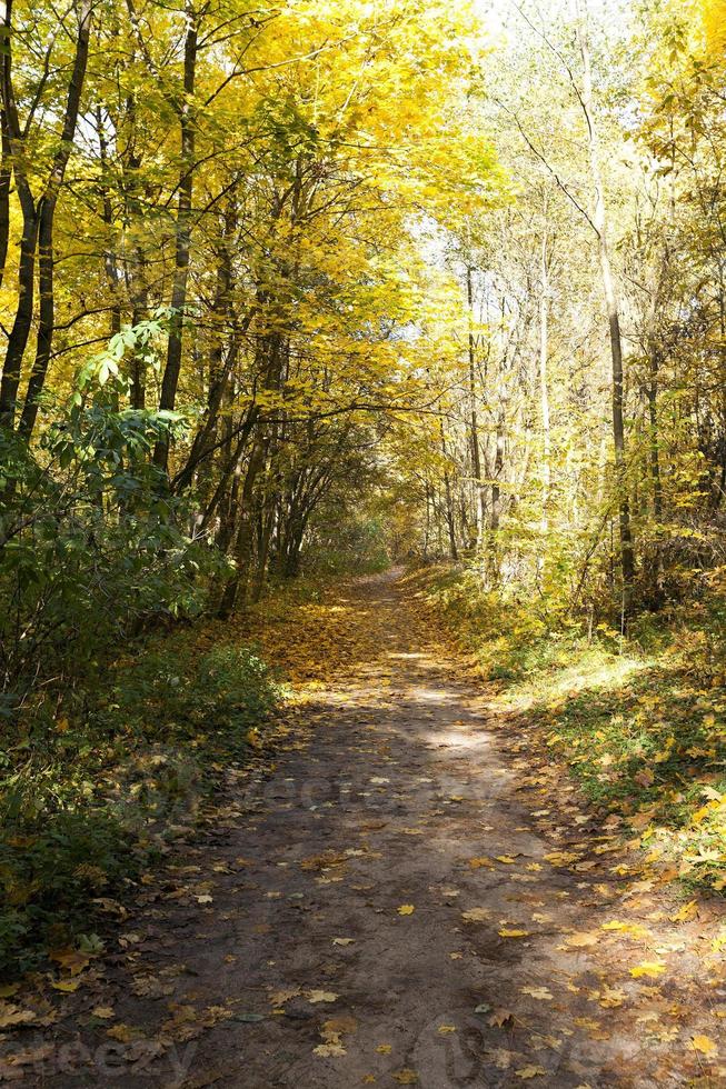 Wald im Herbst foto