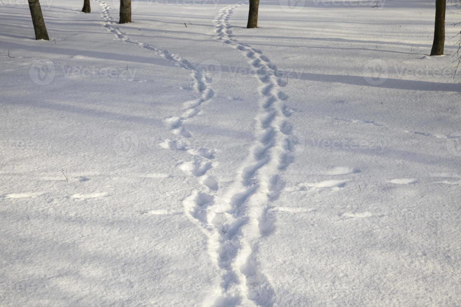 Spur auf einer Winterstraße foto