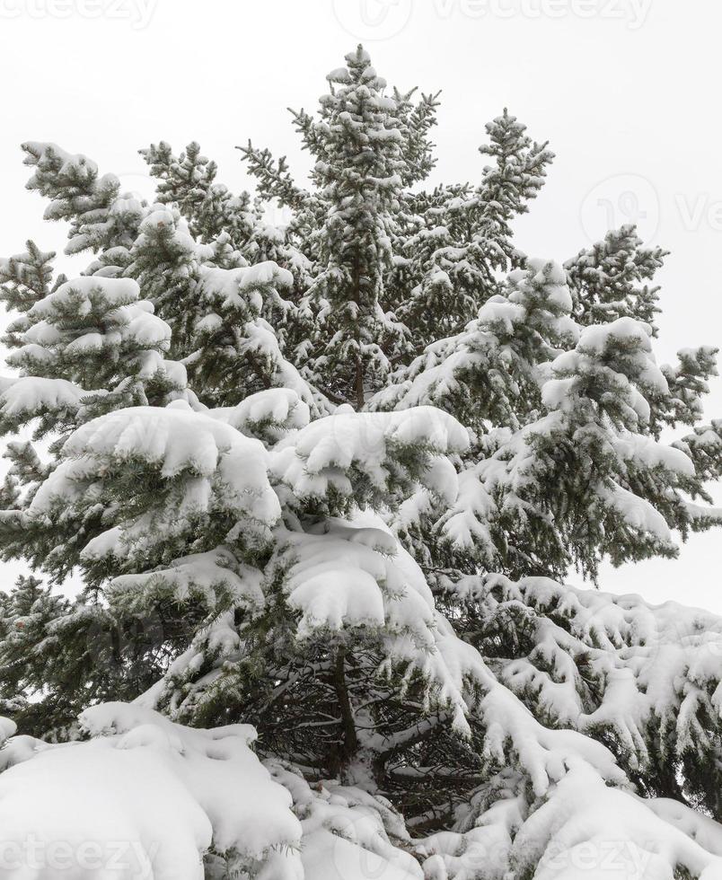 Winterzeit, Baum aus nächster Nähe foto