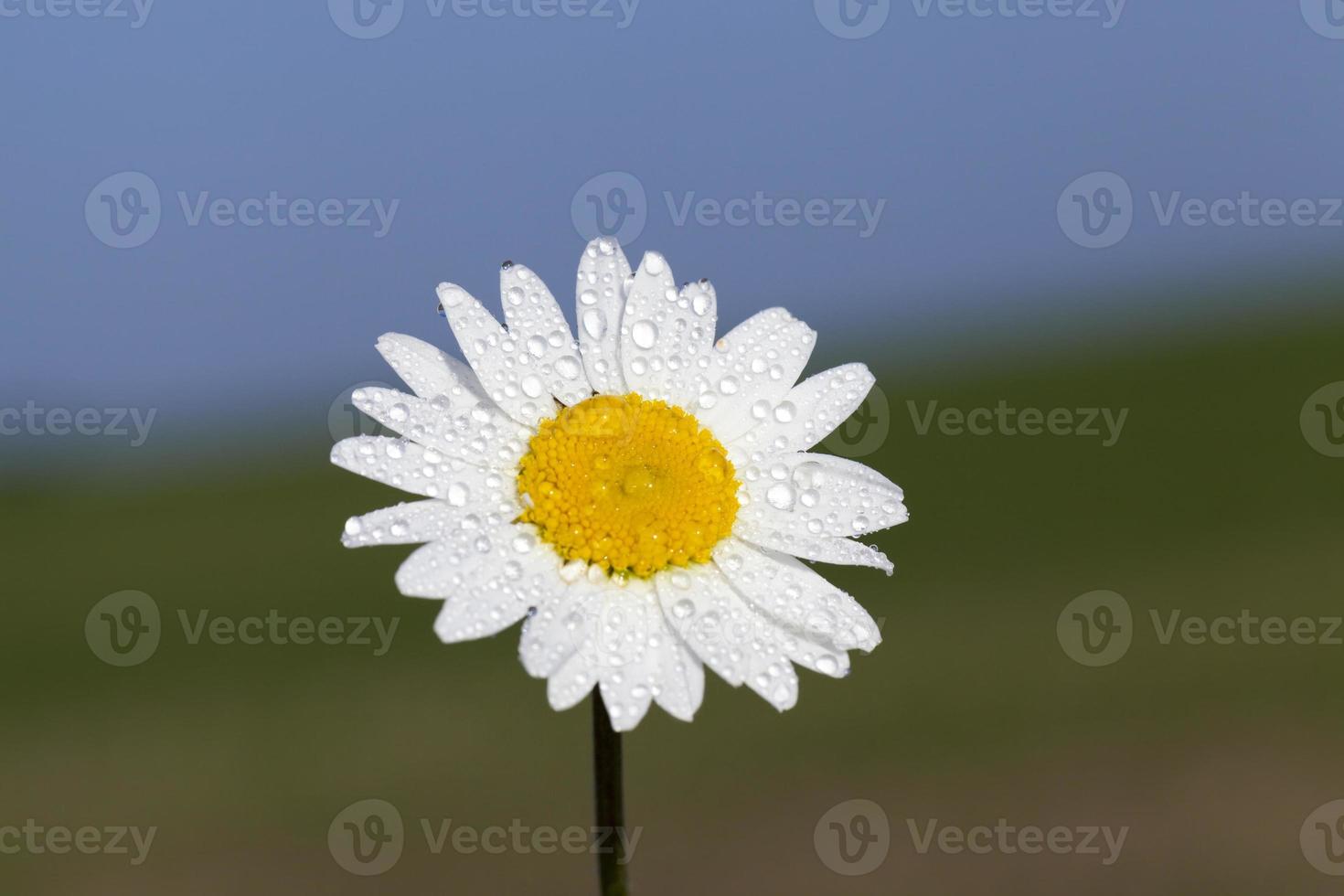 weiße Gänseblümchen, Nahaufnahme foto