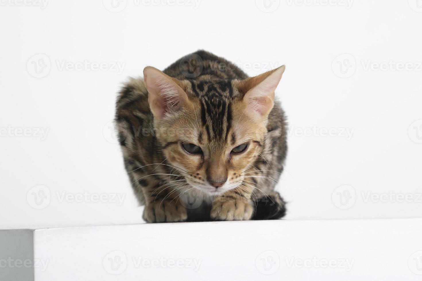 charmante Bengal-Katze posiert in einem Fotostudio foto