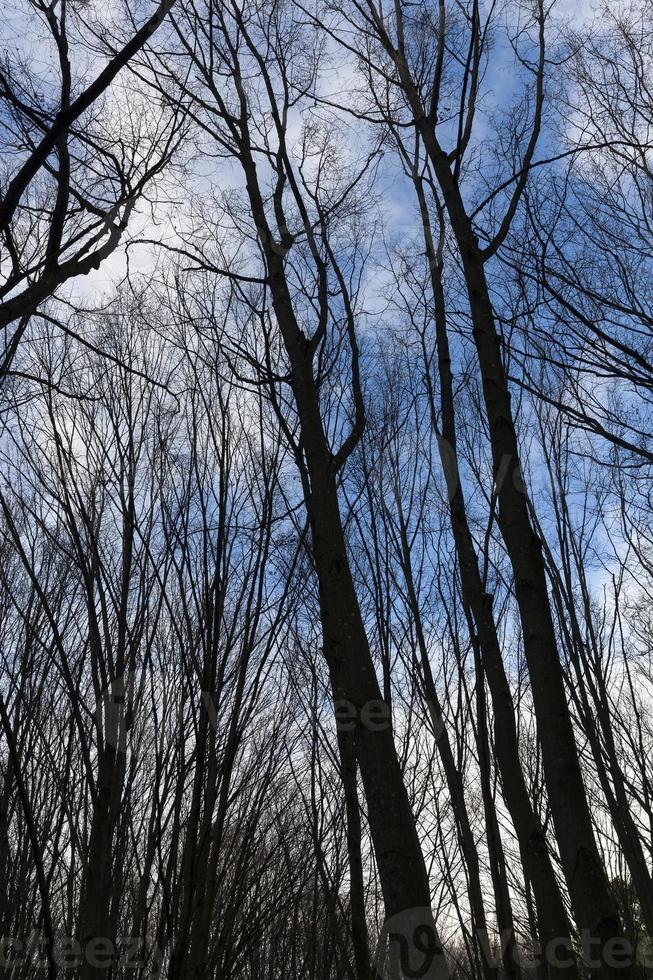 Ahornwald im Herbst foto