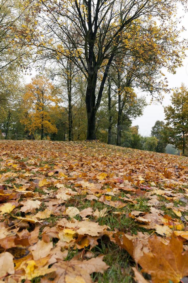 vergilbte Ahornbäume im Herbst foto