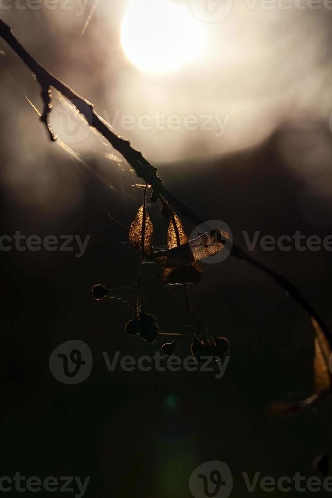 Dämmerung Herbstsaison foto