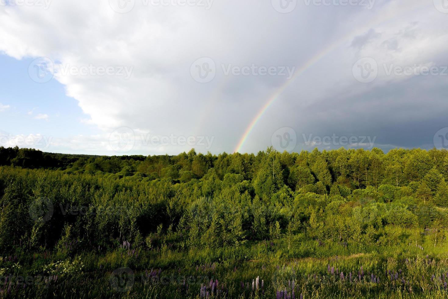 Mischwald, Regen foto