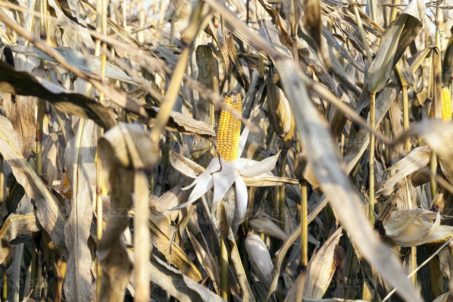 trockenes Feld, Nahaufnahme foto