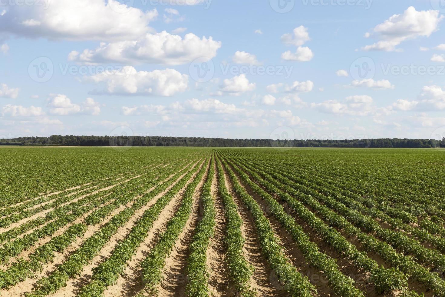 lange Furchen, Feld foto