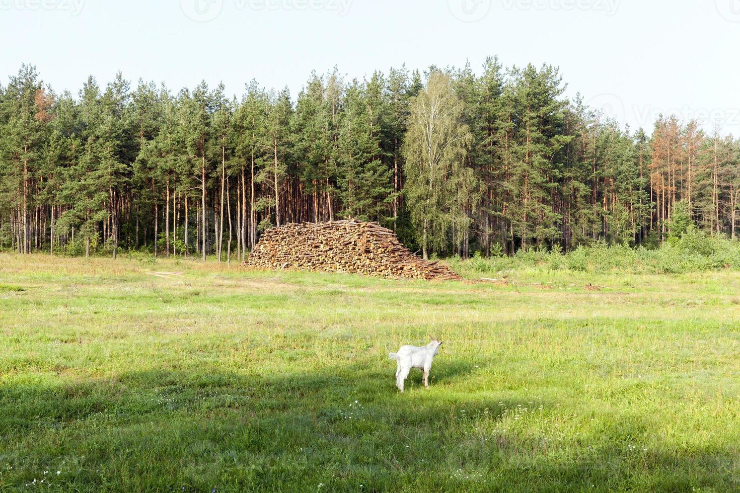 Baumstämme, Protokollierung foto