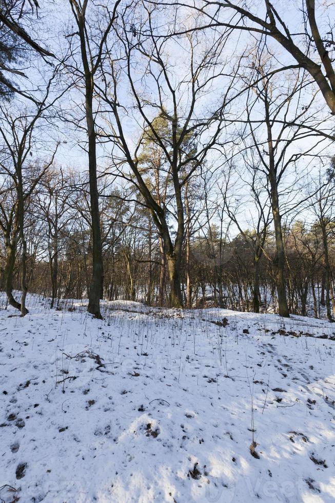 Winterwald, Nahaufnahme foto