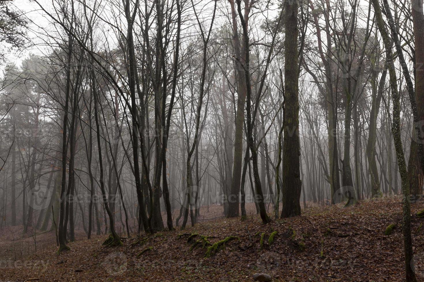 Herbstwald ohne Bäume foto