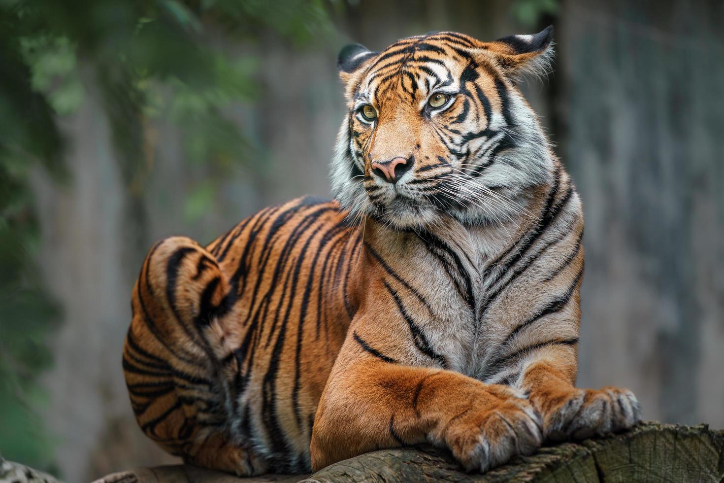 Sumatra-Tiger auf Baumstamm foto