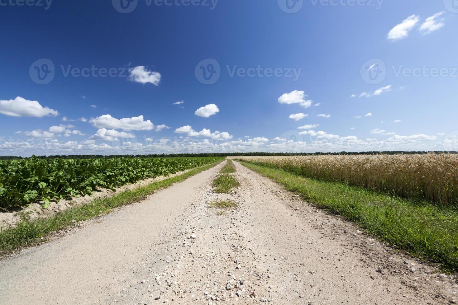 Straße in einem Feld foto