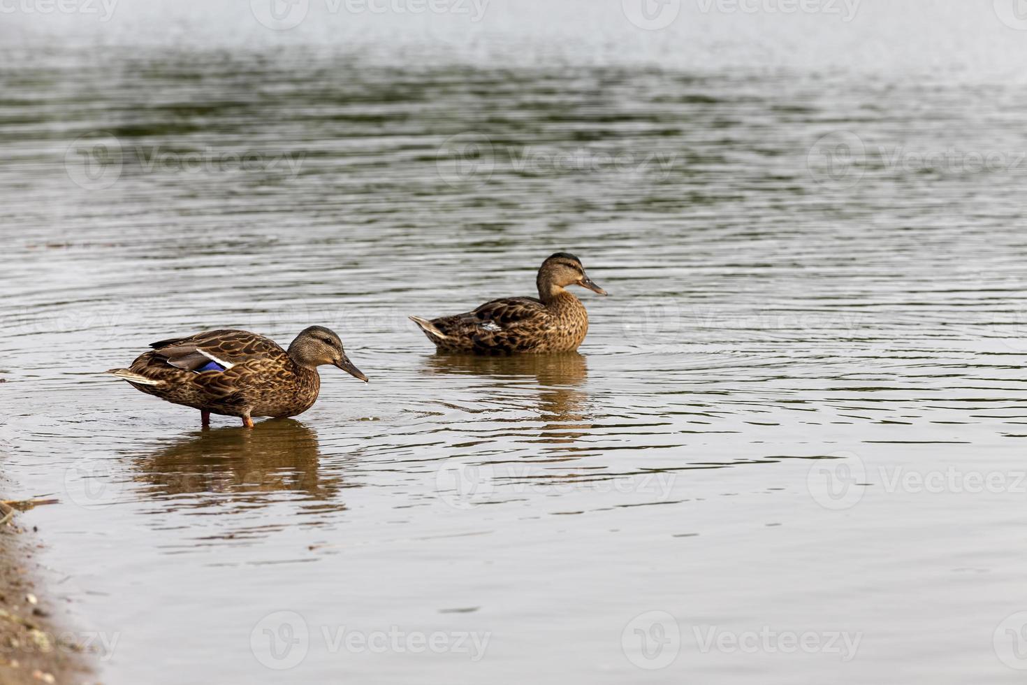 wilde Wasservögel auf dem Territorium von Seen foto