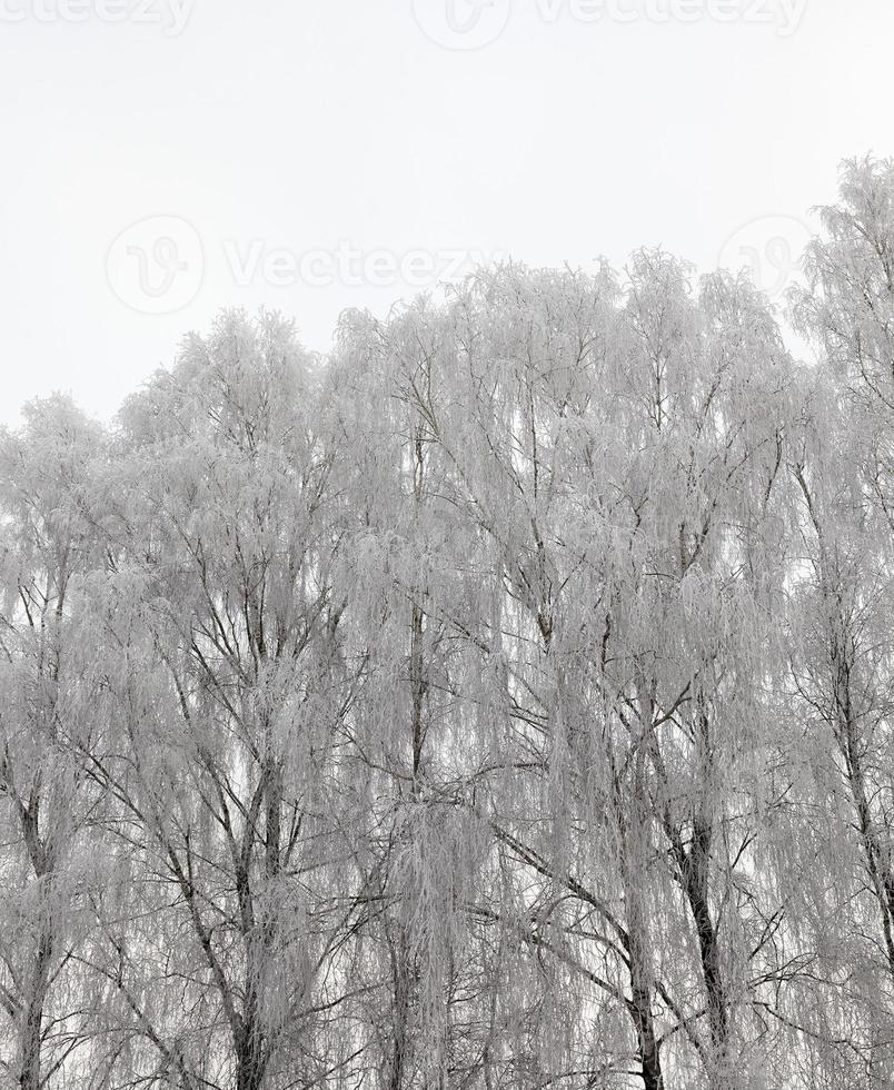 Fotografierter Winterwald foto