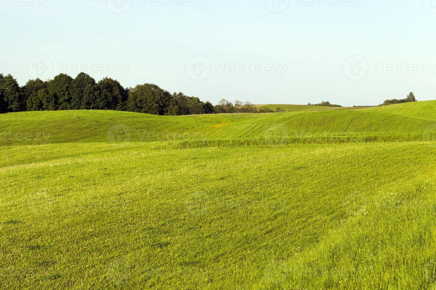 Mischwald mit Bäumen foto