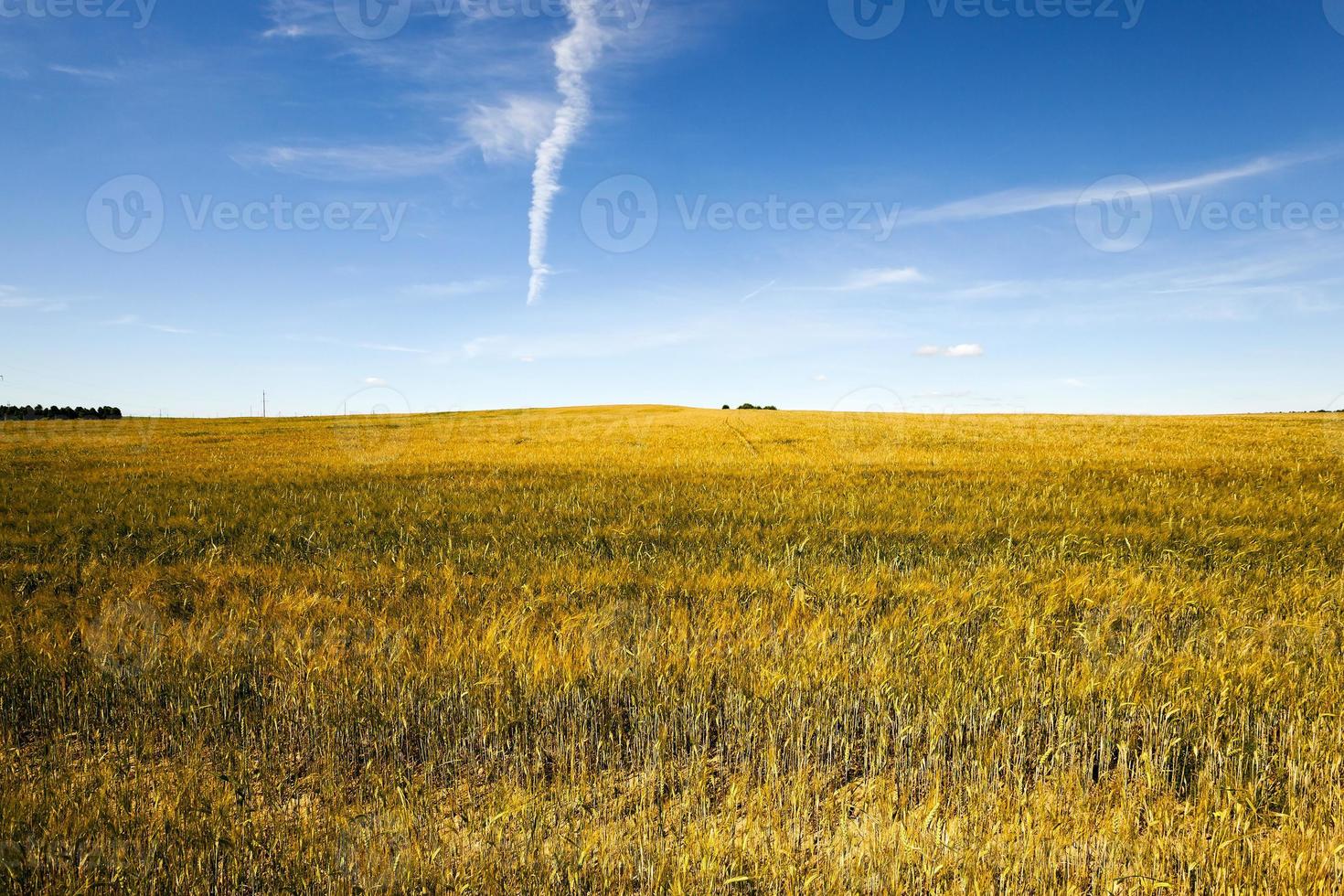 Unreifes Getreide, Feld foto