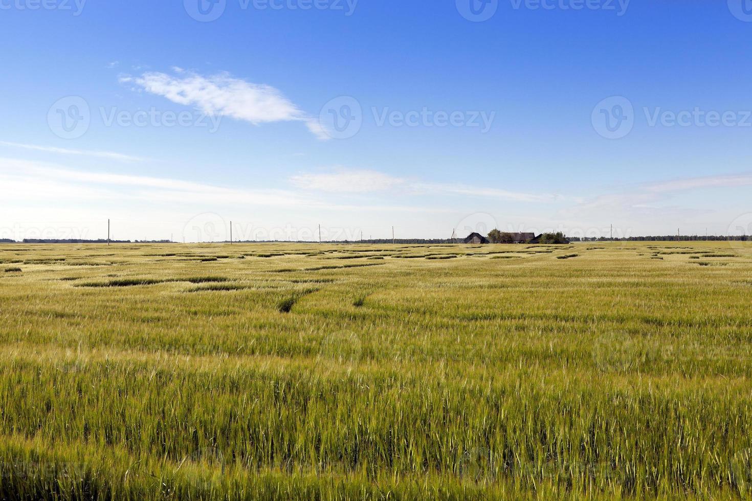 unreifes grünes Gras foto