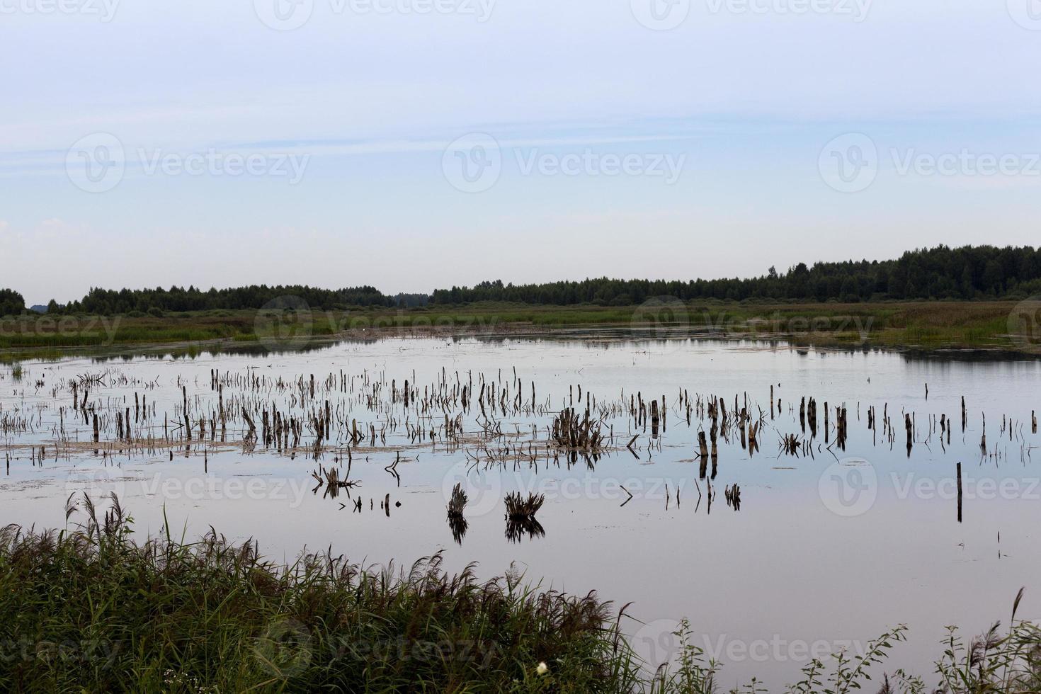 ein See mit verschiedenen Pflanzen foto