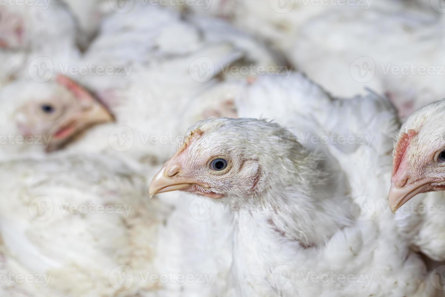 Aufzucht von Hühnern in einer Geflügelfarm foto