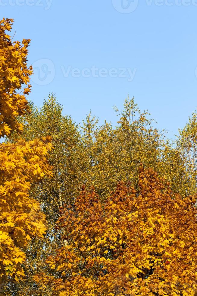 Ändern der Farbe von Ahorn in der Herbstsaison foto