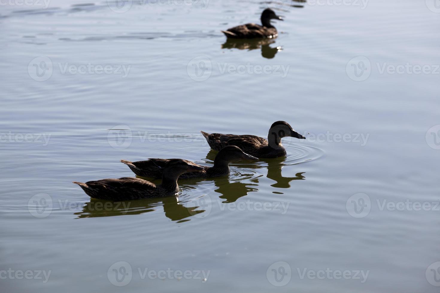 Wildenten in der Natur foto