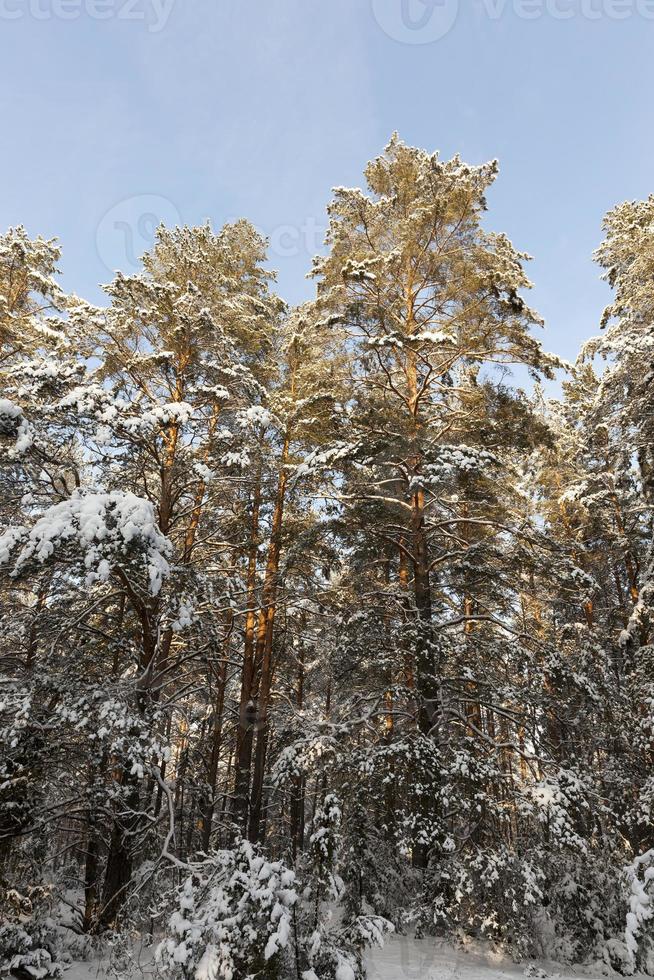 Tannen und Kiefern in der Wintersaison foto