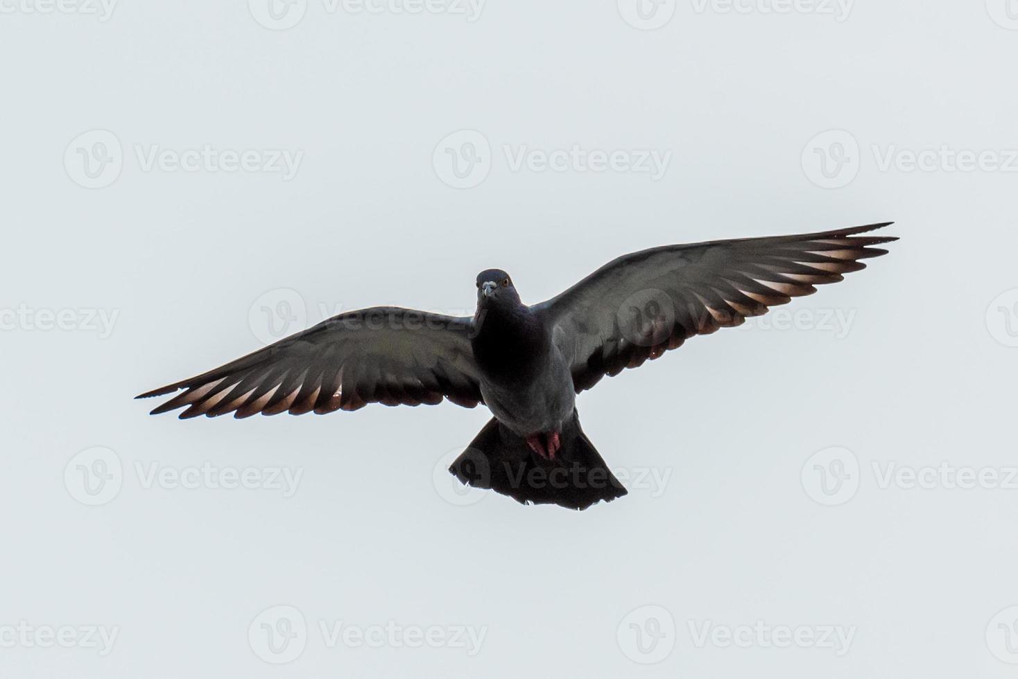 Taube fliegt in den Himmel foto