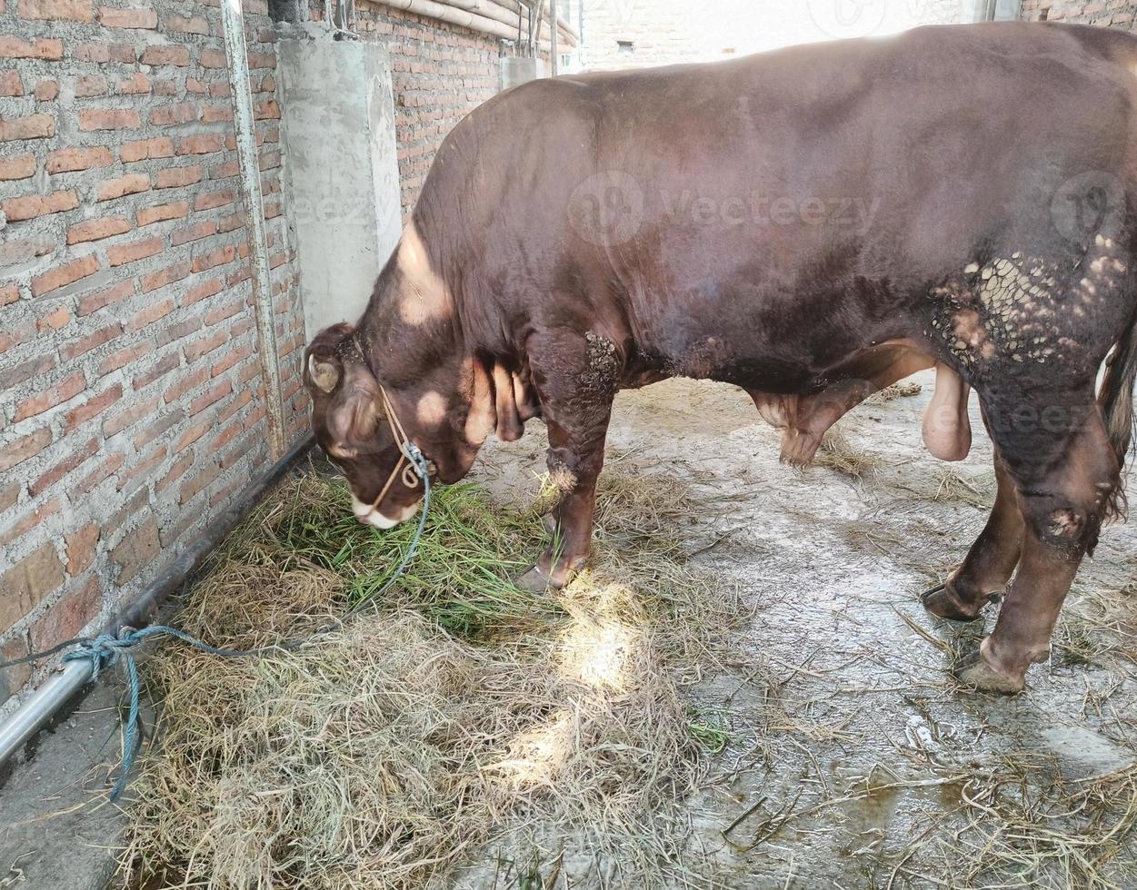 Eine Kuh frisst frisches grünes Gras in der Scheune foto