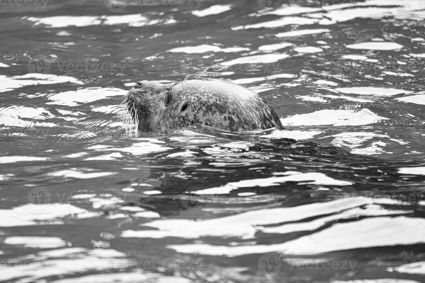 Siegel in Schwarz und Weiß, schwimmend im Wasser. Nahaufnahme des Säugetiers. gefährdet foto