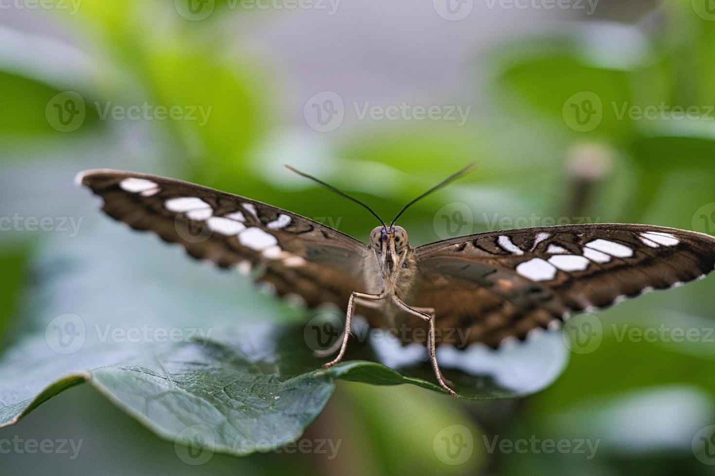 exotischer schmetterling auf einem blatt. zarter und bunter Schmetterling. foto