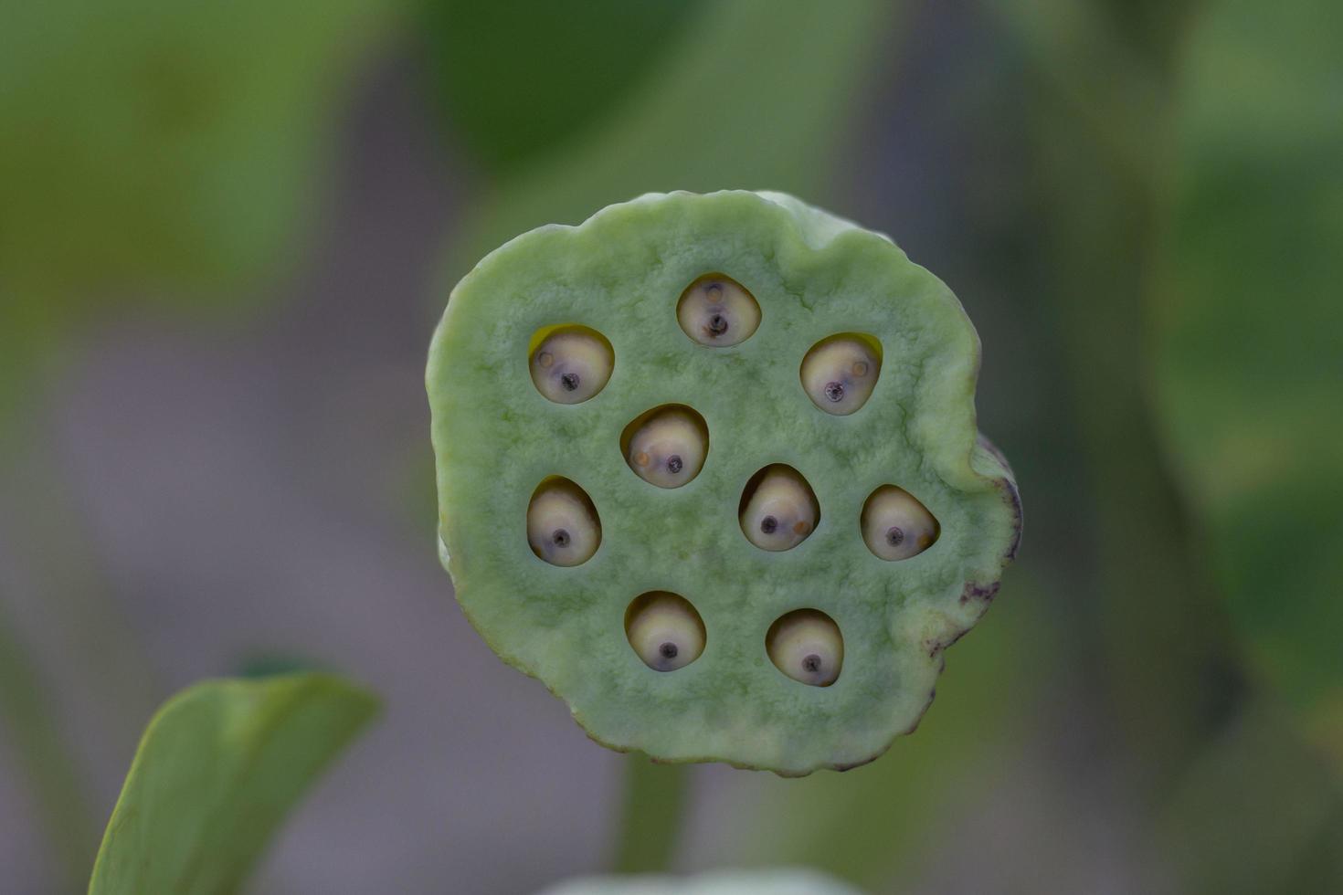 Lotus Samenkapseln im Garten auf unscharfem Naturhintergrund. foto