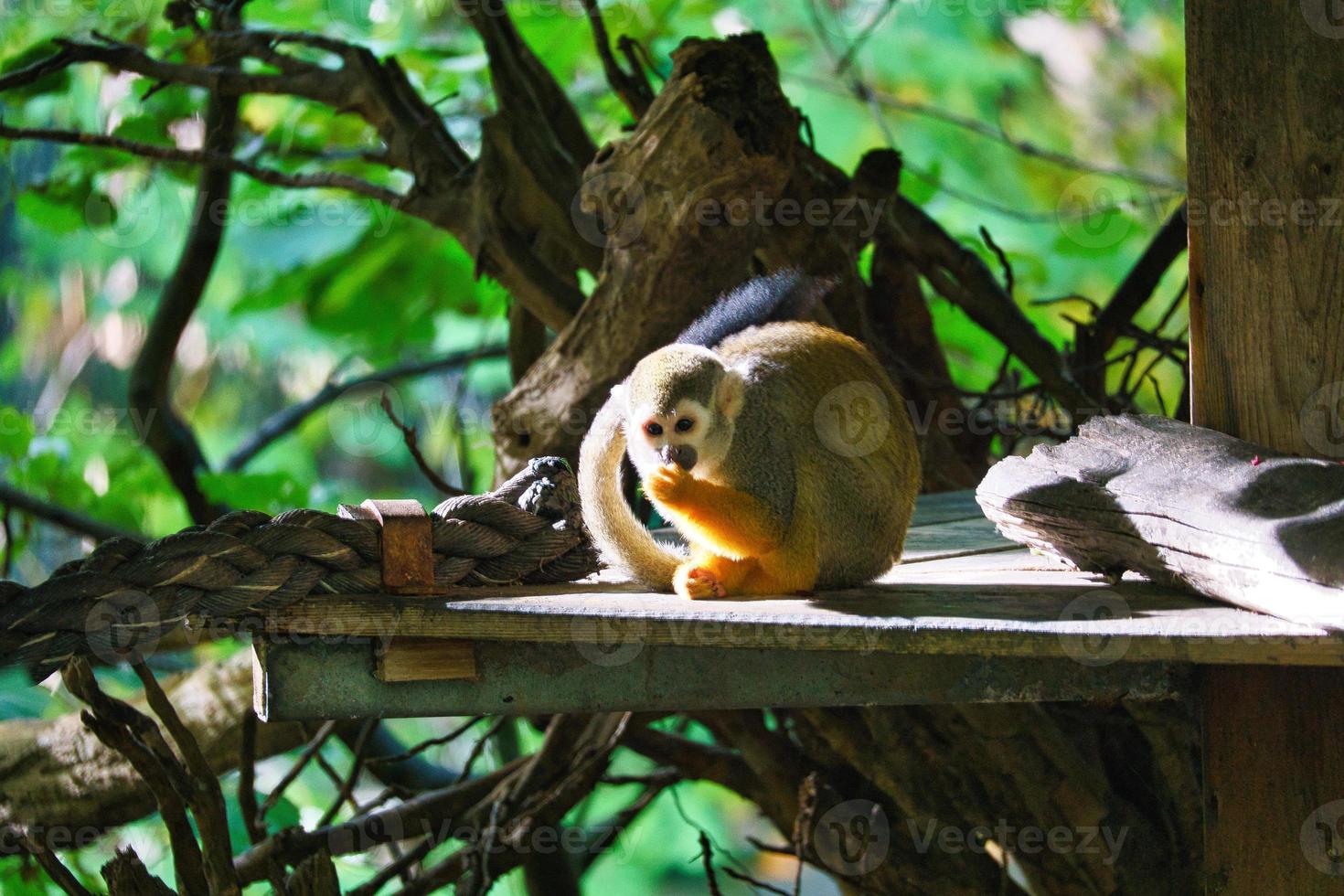 Totenkopfäffchen, das auf einer Plattform sitzt und Nahrung zu sich nimmt. an einem in Blätter gehüllten Baum foto