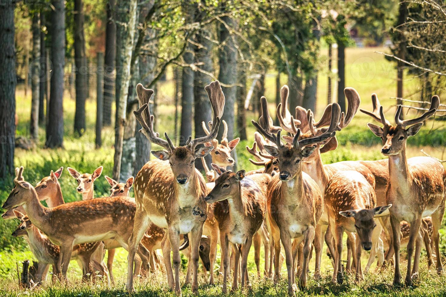 Damwild auf der Wiese foto