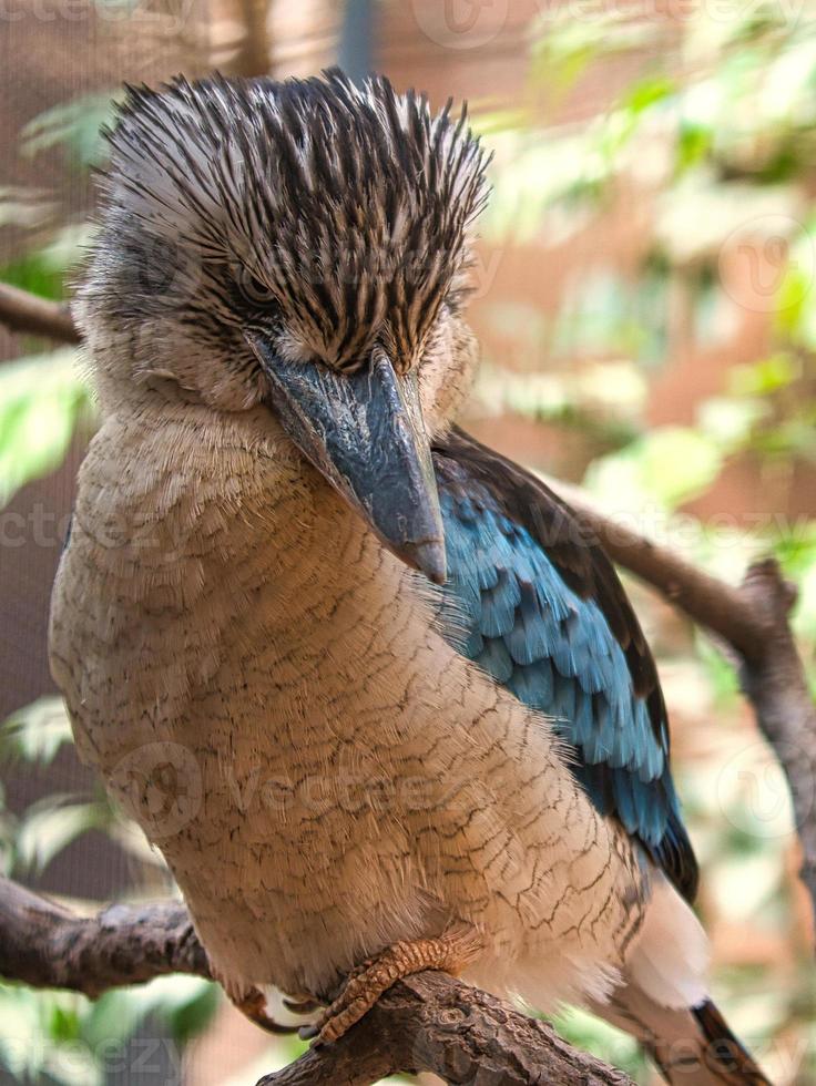 Lachender Hans auf einem Ast. schönes buntes gefieder des australischen vogels. foto