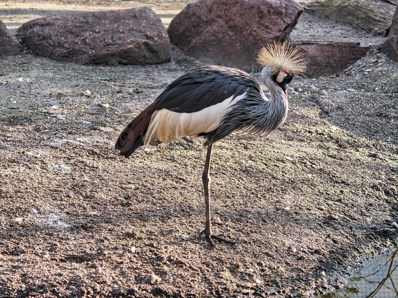 ein königskranich aus dem berliner zoo foto