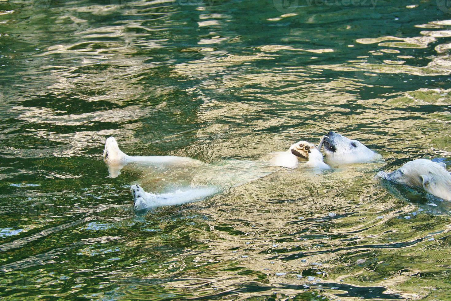Eisbär auf dem Rücken im Wasser schwimmen. weißes Fell des großen Raubtiers. Säugetier foto