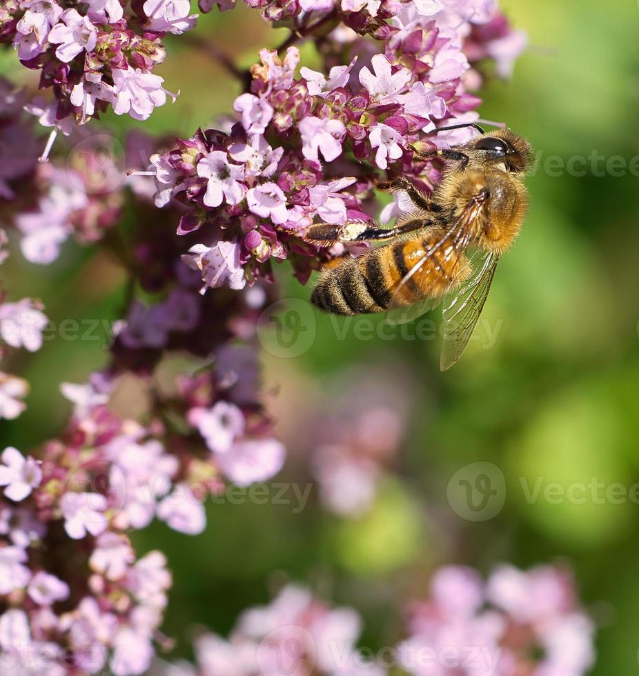 Honigbiene sammelt Nektar auf einer Blume des Blumenschmetterlingsstrauchs. fleißige Insekten foto