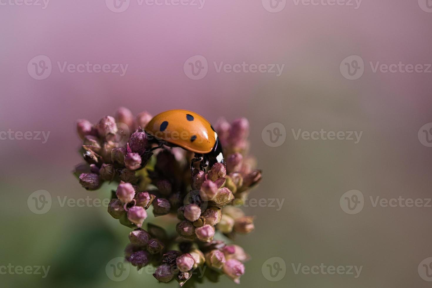 ein Marienkäfer auf einer Blume, die an einem warmen Sommertag freigelassen wird. Makroaufnahme foto